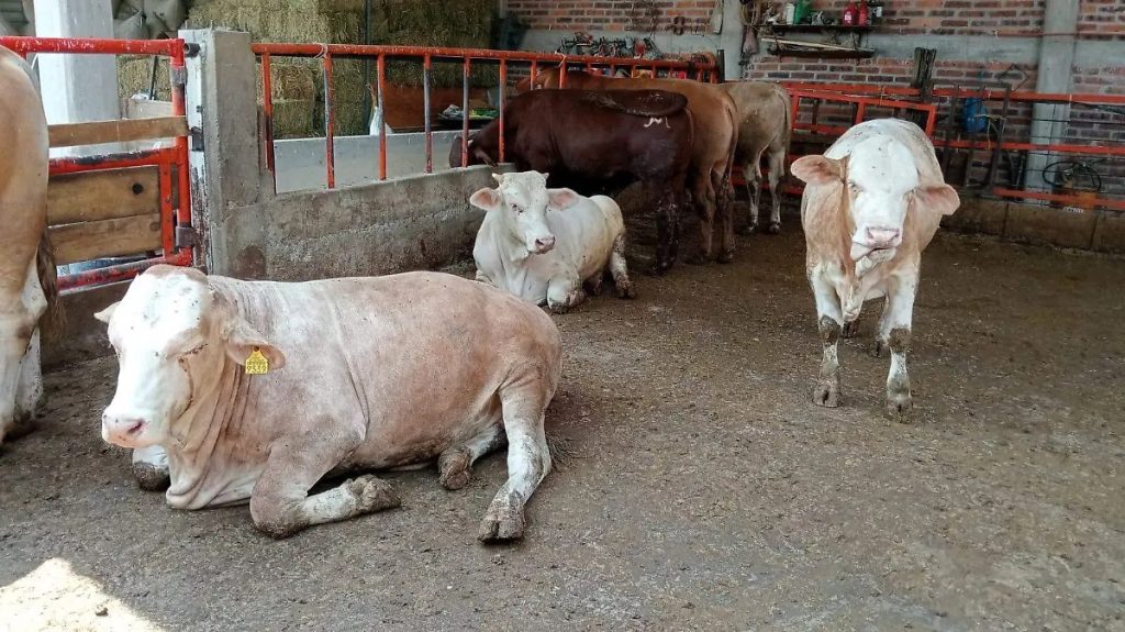 Crisis ganadera hunde producción de leche en Celaya