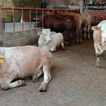 Crisis ganadera hunde producción de leche en Celaya