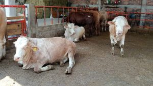 Crisis ganadera hunde producción de leche en Celaya