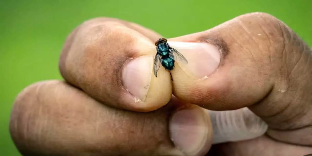 Emergencia Láctea Barrenador Azota Ganado en Oaxaca