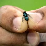 Emergencia Láctea Barrenador Azota Ganado en Oaxaca