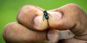 Emergencia Láctea Barrenador Azota Ganado en Oaxaca