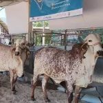 Expo Leche 2025 Afianza a Chiapas