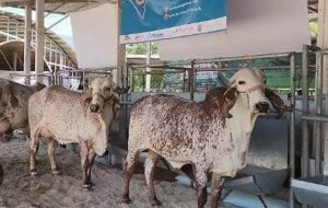 Expo Leche 2025 Afianza a Chiapas