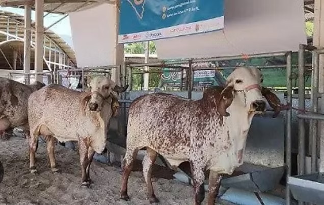 Expo Leche 2025 Afianza a Chiapas