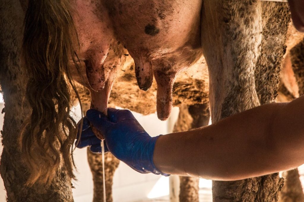 Fórmulas lácteas crean mercado desleal en México