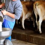 Frío Intenso Baja la Producción de Leche y Carne