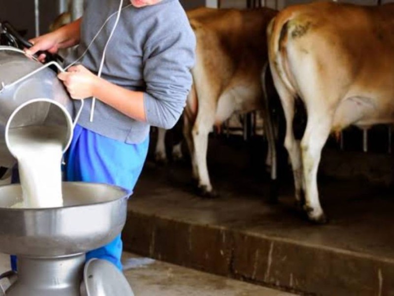 Frío Intenso Baja la Producción de Leche y Carne