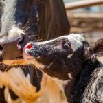 Gusano Barrenador Golpea Fuerte a Oaxaca