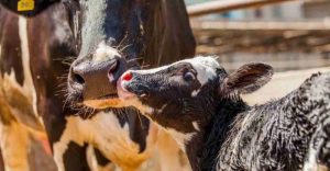 Gusano Barrenador Golpea Fuerte a Oaxaca