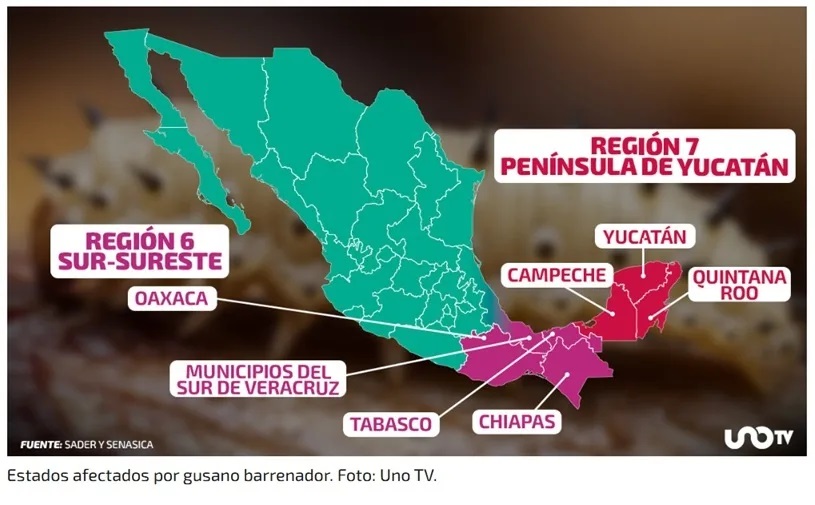 Gusano Barrenador Golpea Fuerte a Oaxaca1