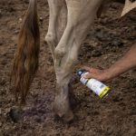 Gusano barrenador devasta 1,495 casos en Oaxaca lácteo