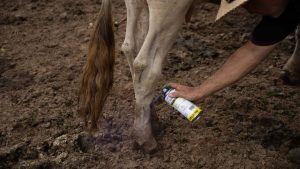 Gusano barrenador devasta 1,495 casos en Oaxaca lácteo