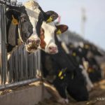 Leche Mexicana Crecería 2% en 2026