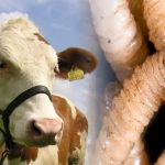 México Declara Emergencia Sanitaria por el Gusano Barrenador