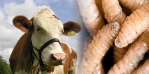 México Declara Emergencia Sanitaria por el Gusano Barrenador