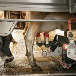 Peligro en el Hato Gripe Aviar y Vacas El Gran Riesgo