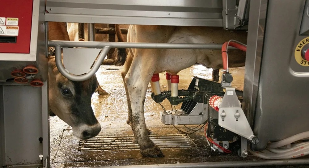 Peligro en el Hato Gripe Aviar y Vacas El Gran Riesgo