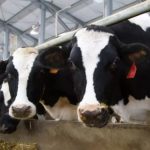 Potencia láctea Querétaro roza los 1.5 M de litros diarios