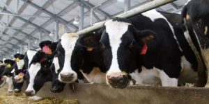 Potencia láctea Querétaro roza los 1.5 M de litros diarios