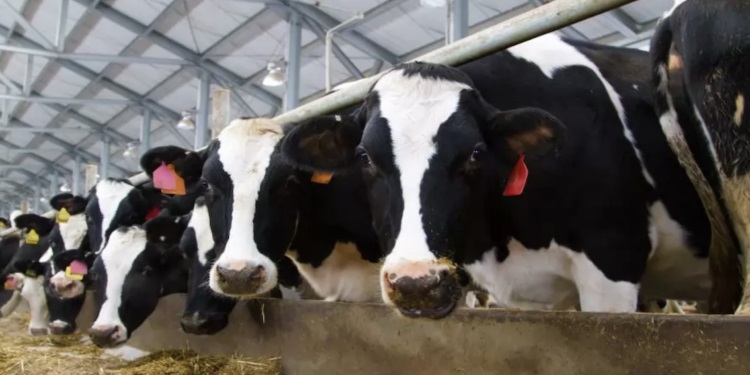 Potencia láctea Querétaro roza los 1.5 M de litros diarios