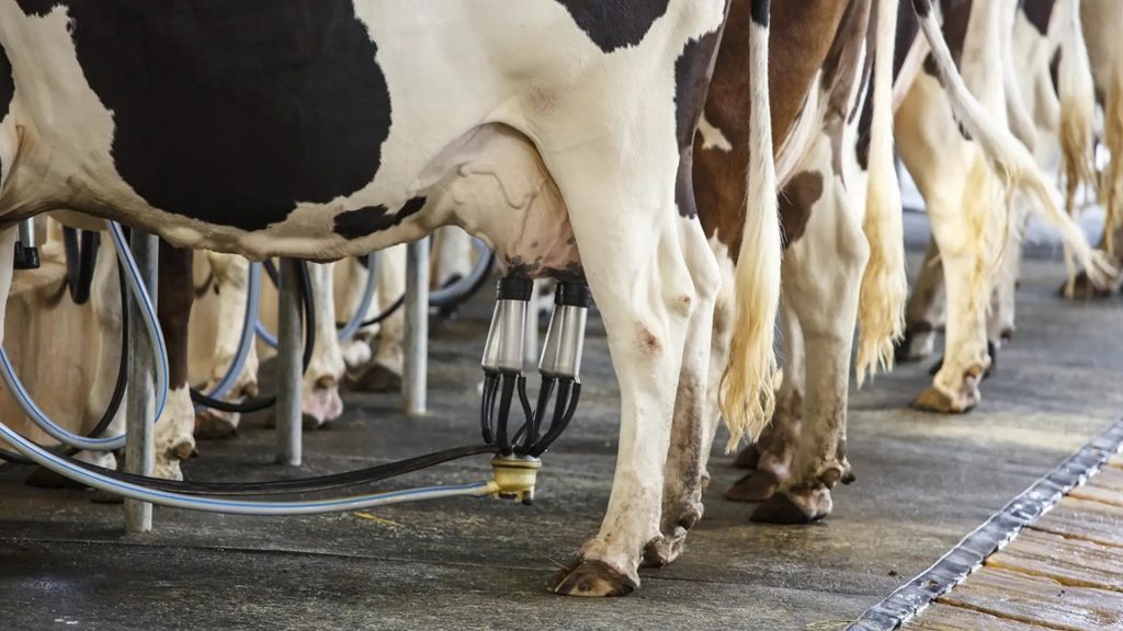 Rabobank Anuncia Precios Lácteos a la Baja