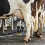 Rabobank Anuncia Precios Lácteos a la Baja