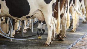 Rabobank Anuncia Precios Lácteos a la Baja