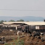 Recorte de Liconsa golpea a lecheros en Aguascalientes