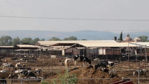 Recorte de Liconsa golpea a lecheros en Aguascalientes