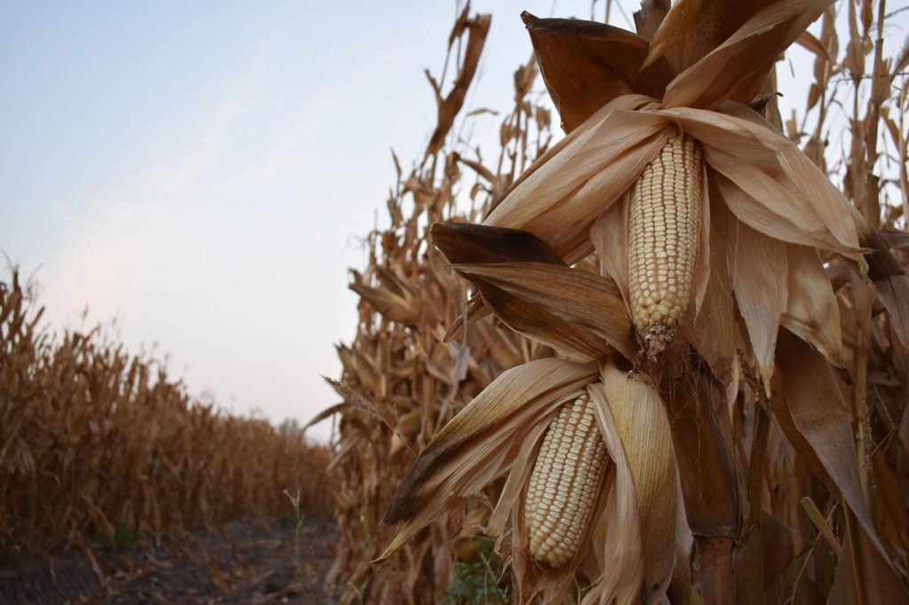 Sin campo no hay país exigen precios justos en México