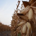 Sin campo no hay país exigen precios justos en México