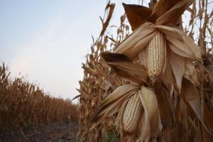 Sin campo no hay país exigen precios justos en México
