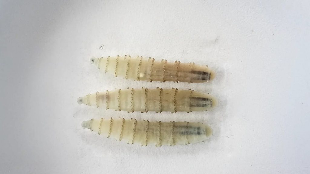 Alarma por gusano barrenador en EEUU