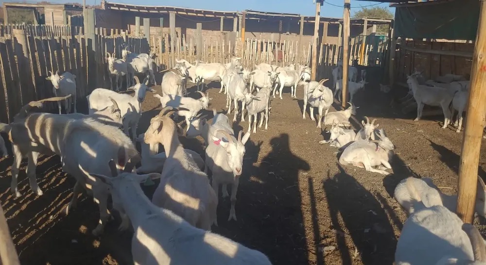 De México a Mendoza impulso técnico para la leche caprina