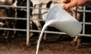 Debate en México por centro de acopio lechero sin diagnóstico