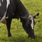 Detectan H5N1 en vaca europea y crece la alerta sanitaria