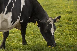 Detectan H5N1 en vaca europea y crece la alerta sanitaria