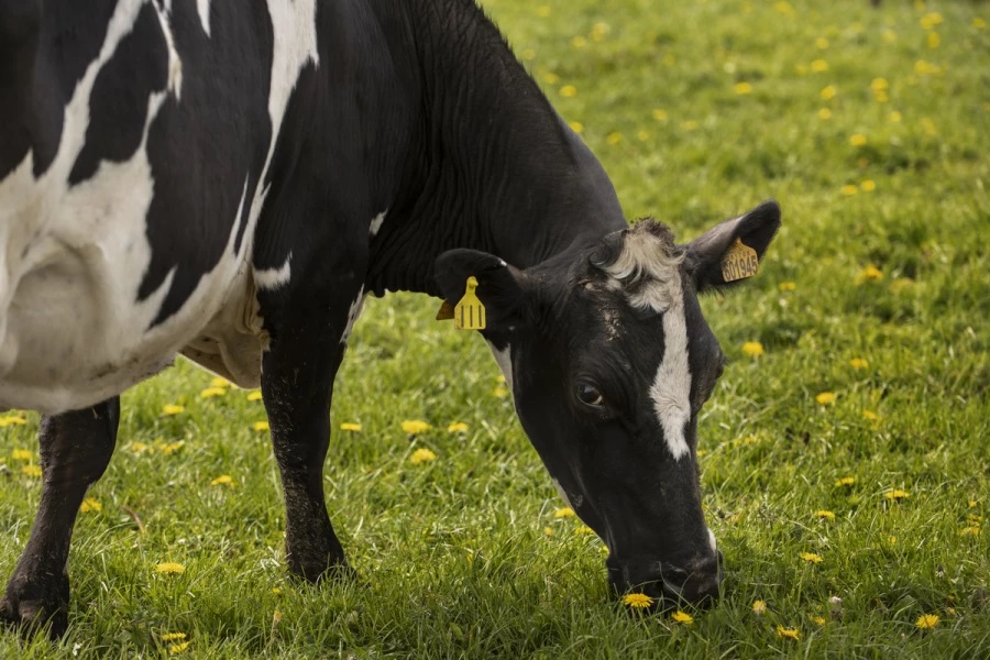 Detectan H5N1 en vaca europea y crece la alerta sanitaria