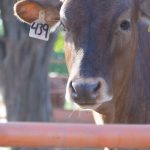 Ganaderos celebran fin de exención arancelaria y fortalecen abasto