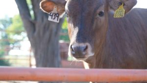 Ganaderos celebran fin de exención arancelaria y fortalecen abasto