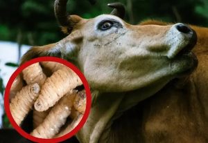 Gusano barrenador llega al Estado de México alerta al sector ganadero