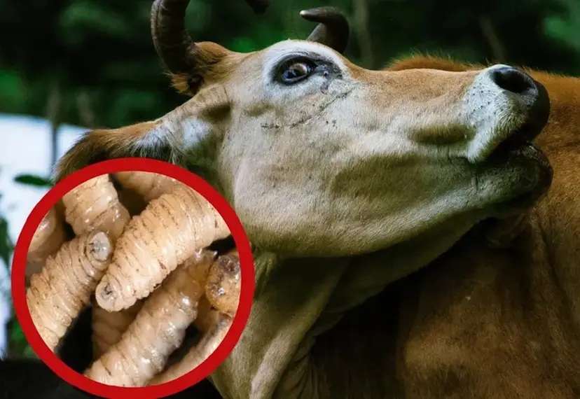 Gusano barrenador llega al Estado de México alerta al sector ganadero