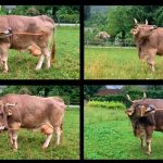 La vaca que usa herramientas sacude la ciencia bovina