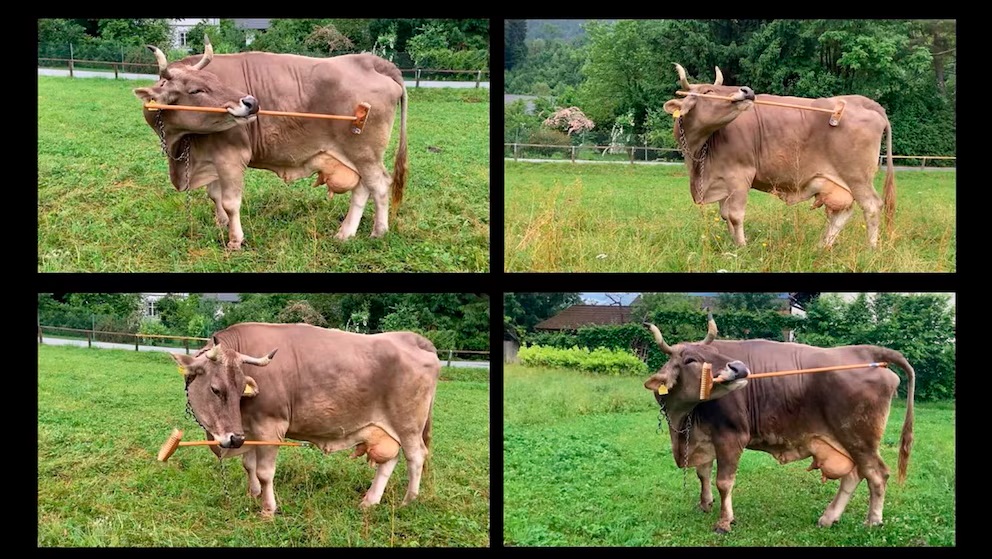 La vaca que usa herramientas sacude la ciencia bovina