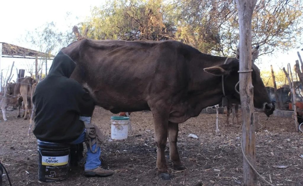 Leche bronca producción sube y genera alivio económico