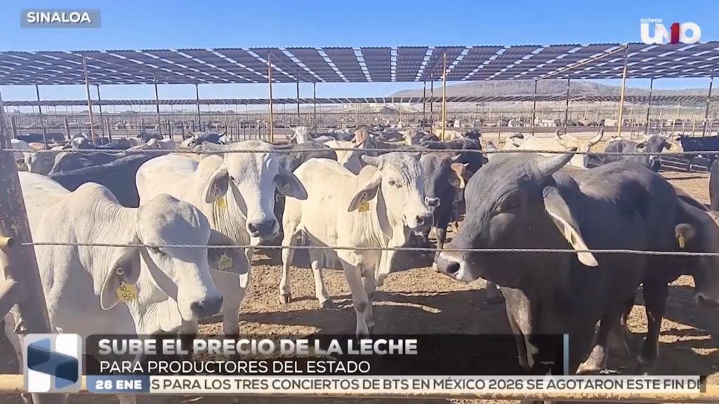 Precio de leche sube a 12 pesos en Sinaloa es suficiente