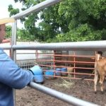 Principal cuenca lechera de Sinaloa entra en riesgo de desaparición