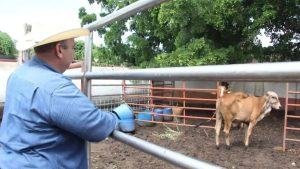 Principal cuenca lechera de Sinaloa entra en riesgo de desaparición