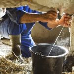 Productores lecheros reciben menos de $8 por litro en México